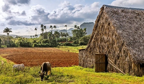 Explore tobacco fields and caves in Vinales: Image