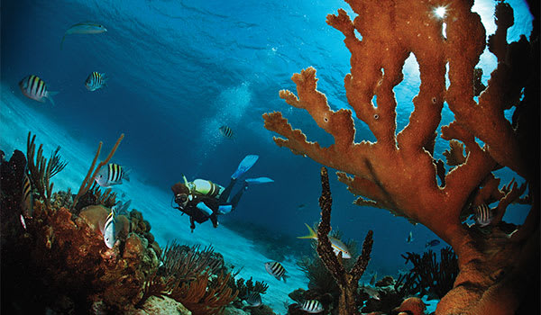 Blog: For the deep blue sight-sea-er image