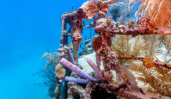 Blog: Sunken shipwrecks in Honduras image