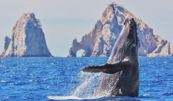 Blog: Get close to aquatic animals in Los Cabos image