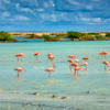 selloffvacations-prod/COUNTRY/Bonaire/bonaire-029