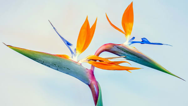 Blog: Saint Lucia: Bird of Paradise image