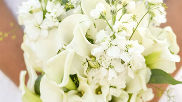 Blog: Costa Rica: Calla Lilies image