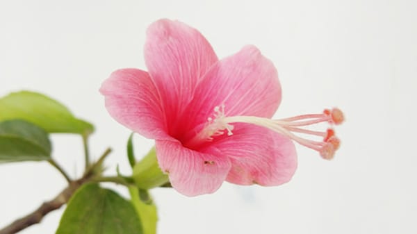 Blog: Montego Bay: Hibiscus image