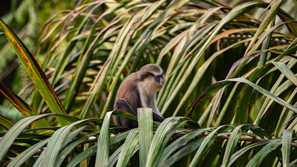 Blog: Spot monkeys and armadillos in Grenada image