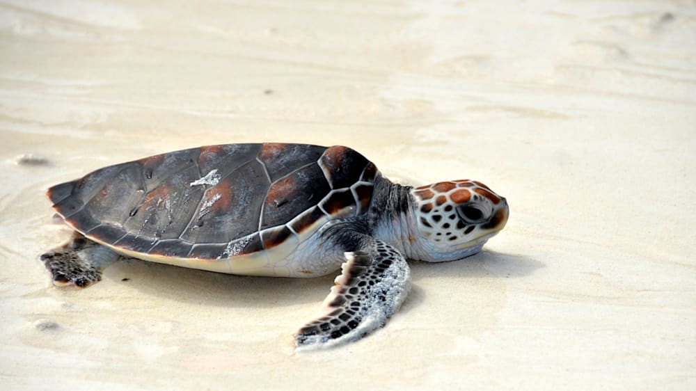 Blog : Watch newborn turtles hatch image