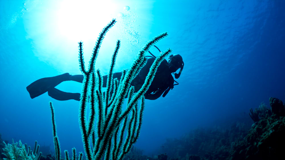Blog: Underwater adventures: Scuba diving in Roatán image
