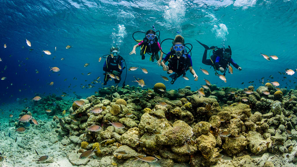 Blog : Bonaire: Dive into the blue image