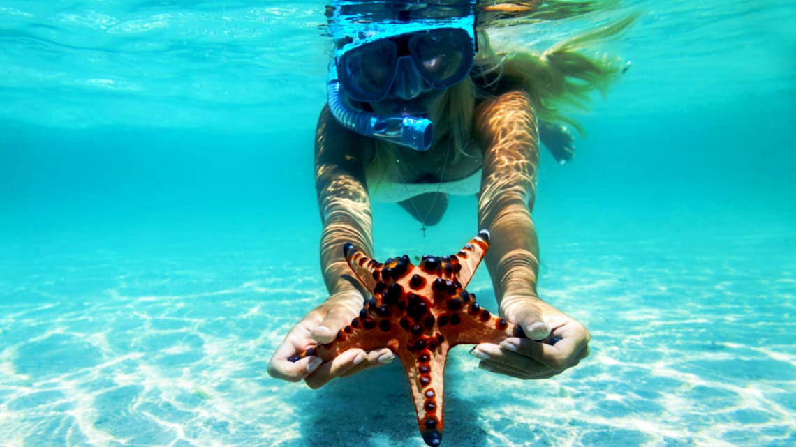 Blog : Snorkel among the starfish image