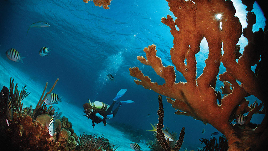 Bog: Scuba diving image