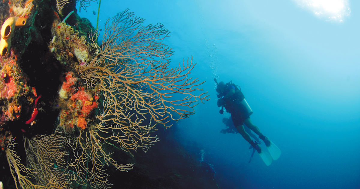 Apprendre la Plongée sous-marine à Roatan - Roatan Diving