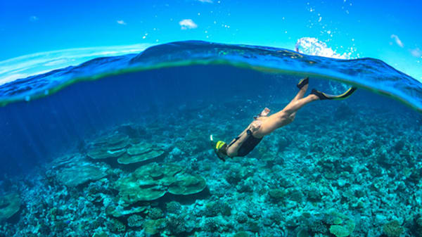 Blog : Snorkel alongside exotic marine life image