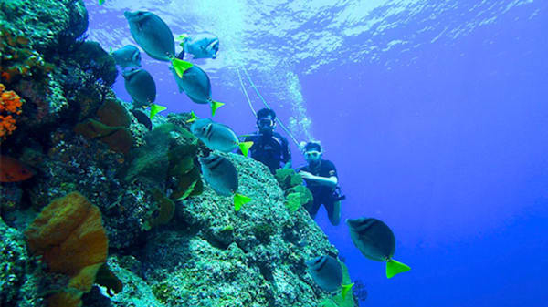 Blog: Uncover an underwater utopia image