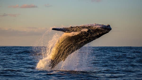Blog: Discover a whale watching sanctuary image