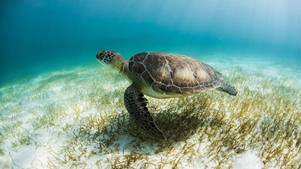 Blog: Snorkel with sea turtles at Secrets Akumal Riviera Maya image