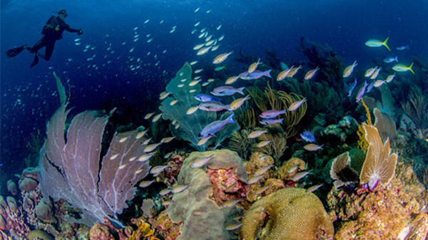 Blog: Bari Reef image