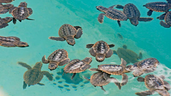 Blog: Explore Cuba’s natural beauty at Sol Cayo Largo image