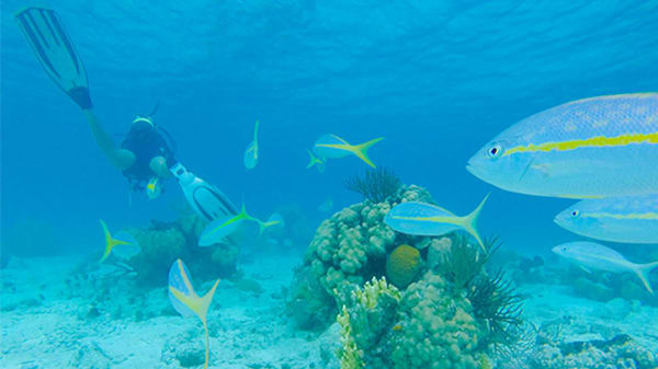 Blog: Explore the underwater world in Cayo Coco image