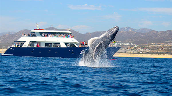 Blog: Spot humpback whales in the Pacific Ocean image