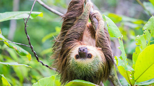 Blog: Spot adorable monkeys, sloths and parrots image