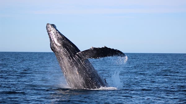 Blog: Go whale watching off the Pacific Coast image