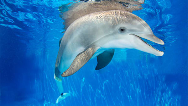 Blog: Meet Winter the dolphin in St. Pete/Clearwater image