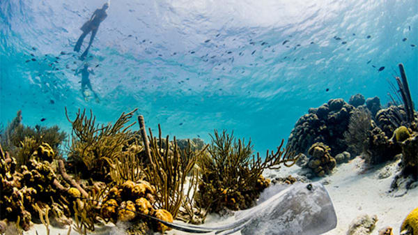 Blog: For the underwater explorers – Bonaire image