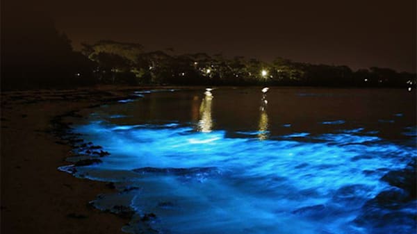 Blog: Swim in the world’s largest luminescent lagoon image