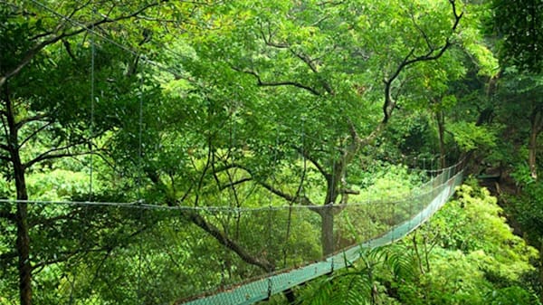 Blog : Clear your mind with a nature walk at Planet Hollywood Beach Resort Costa Rica image