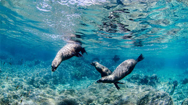 Blog: Swim alongside sea lions in Los Cabos image