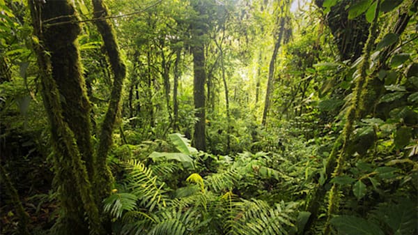 Blog : Jurassic Park | Costa Rica image