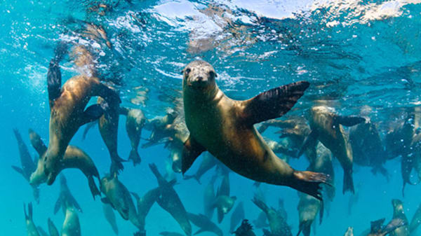 Blog: Snorkel among sea lions image