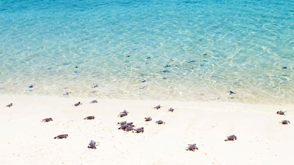 Blog: Help rescue baby turtles at Sol Cayo Largo image